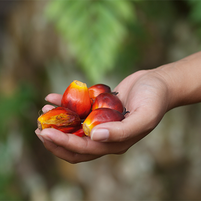 Sustainable Palm Oil